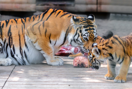 tiger and tiger cub eating piece of meatの写真素材