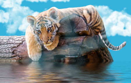small tiger on a log swims against the skyの写真素材
