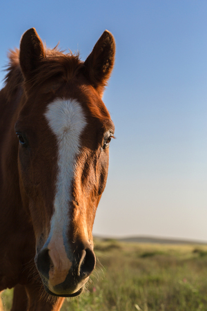portrait horse on a background of field with grassの写真素材