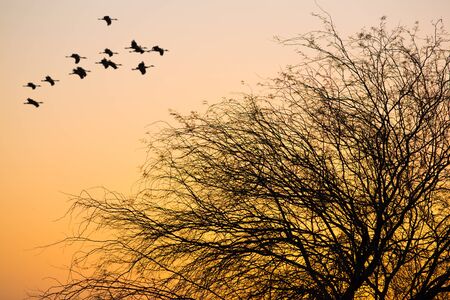 flock of birds flying in the sunset backgroundの写真素材