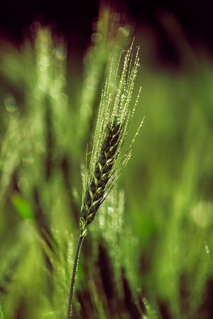 rural landscape, a field of growing the wheat closeupの写真素材