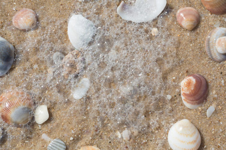 Marine background, sea shells closeup on sand