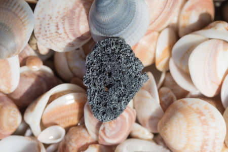 of natural abstract background, textures sea shellsの写真素材