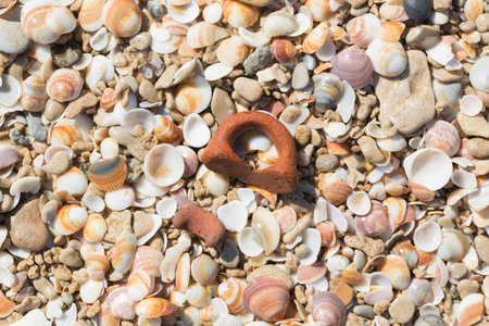 of natural abstract background, textures sea shells