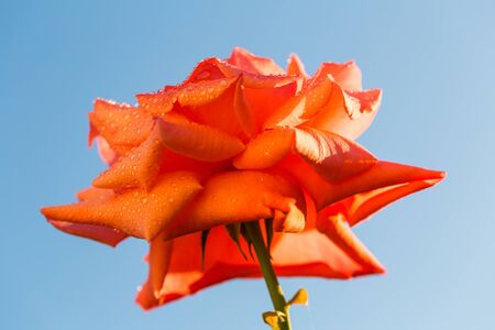 red rose on a background of blue skyの写真素材