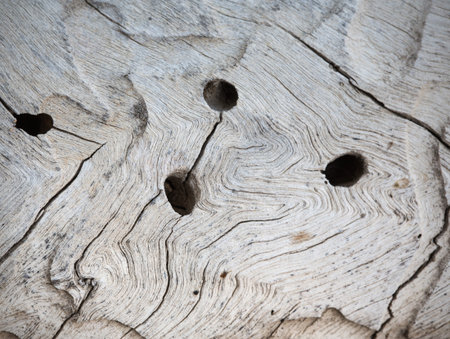 abstract background texture from of old woodの写真素材