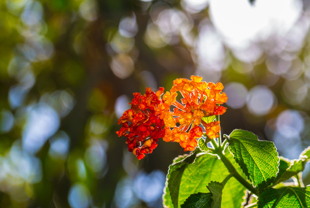 abstraction natural background branch the flowering bushの写真素材