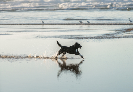 Dog is running along the sea shoreの写真素材