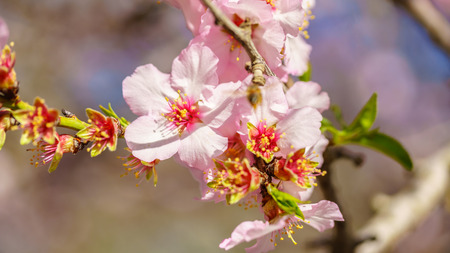 Blossoming peach tree branch close-upの写真素材