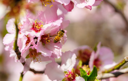 Blossoming peach tree branch close-up 