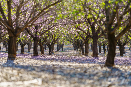 Agricultural landscape, a garden with flowering fruit treesの写真素材