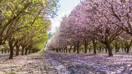Agricultural landscape, a garden with flowering fruit treesの写真素材