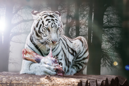 Wild white tiger eats a piece of meatの写真素材