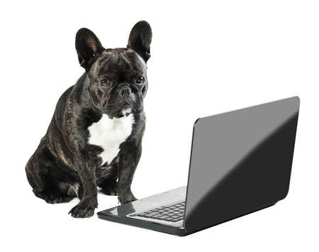 French bulldog sitting with laptop on white isolated backgroundの写真素材