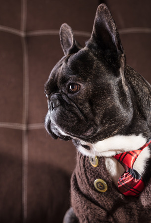 French bulldog dressed in sweater and tie portraitの写真素材
