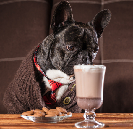 French bulldog in clothes at a table with a cup of hot chocolateの写真素材
