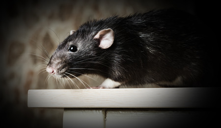 Animal gray rat close-up sitting on a tableの写真素材