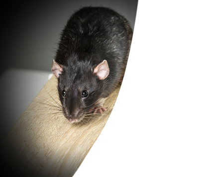Animal gray rat close-up sitting on a tableの写真素材