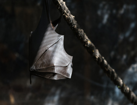 flying foxes in the wild nature close-upの写真素材