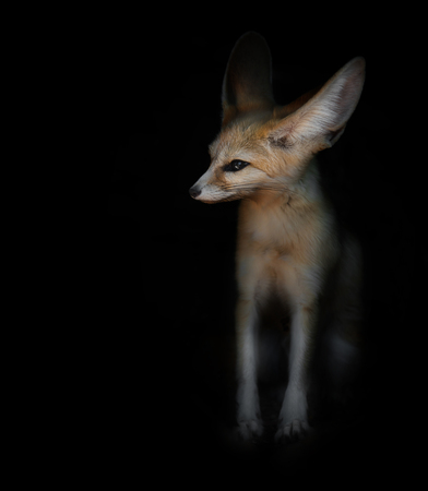 desert fox Fenech sitting on a black backgroundの写真素材