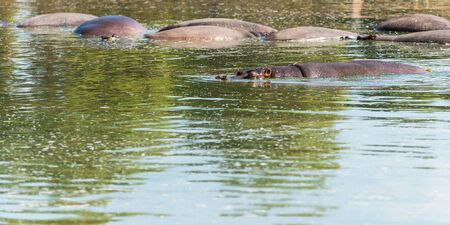 wildlife landscape, wild hippos in the waterの写真素材