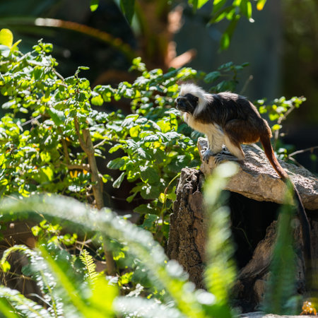 monkey tamarin sitting on a tree in the wild
