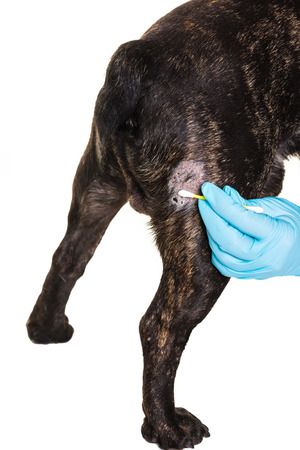 Veterinary doctor treats a wound from a French Bulldogの写真素材