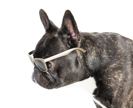 dog French bulldog in glasses on white isolated background の写真素材