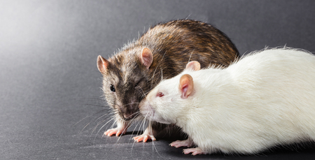 white and gray rats on a black backgroundの写真素材
