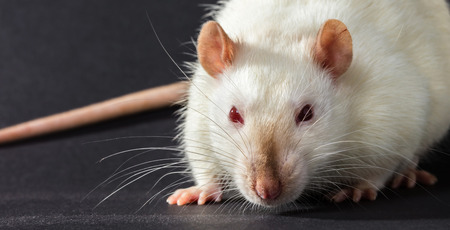 animal white rat close-up on a black backgroundの写真素材