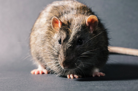 animal gray rat close-up on a black backgroundの写真素材