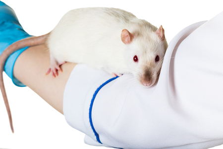 white rat sits on the hand of a veterinarianの写真素材