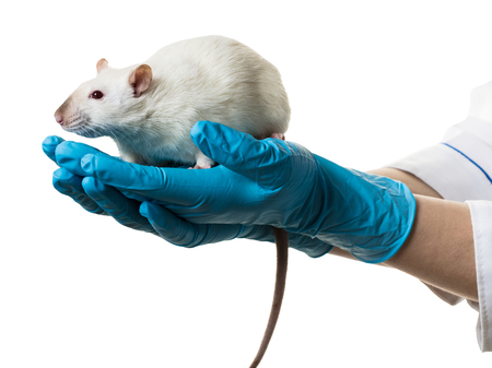 hands in medical gloves hold a rat on white backgroundの写真素材