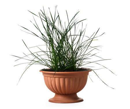 indoor daffodil in a pot isolated on white backgroundの写真素材