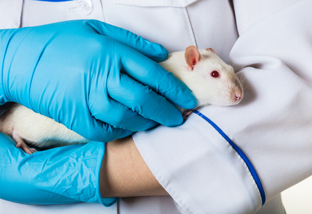 woman in medical gloves holds a white ratの写真素材