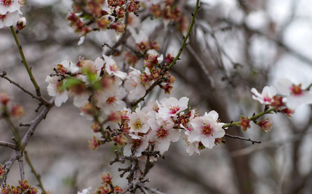 agricultural landscape, branch of a blossoming fruit treeの写真素材