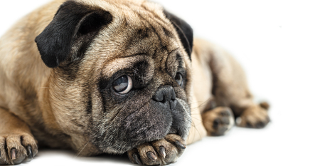 Pug dog lying close-up on a white backgroundの写真素材