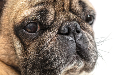 portrait of a pug close-up on white backgroundの写真素材