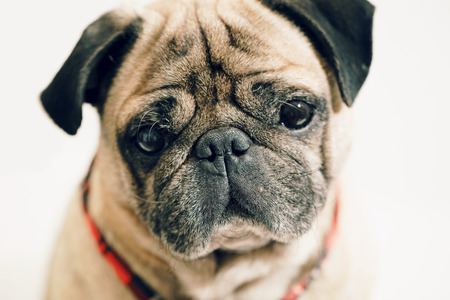 portrait of a pug close-up on white backgroundの写真素材