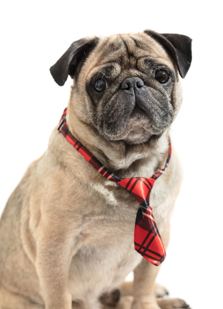 dog pug in tie on white isolated backgroundの写真素材