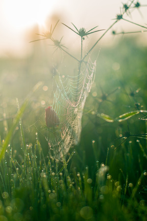 spider web in drops of dew and red poppy in a close-up fieldの写真素材