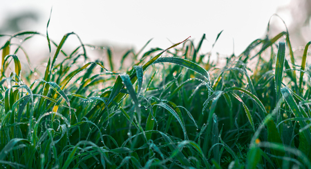 green grass in drops of dew field close-upの写真素材