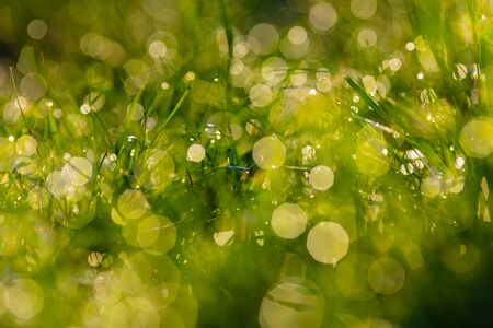 natural background, grass with dew drops closeupの写真素材