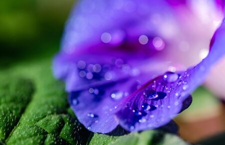 garden bindweed flower closeup with dew dropsの写真素材