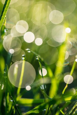 natural background, grass with dew drops closeupの写真素材