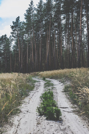 rural landscape, sandy road in a pine forest