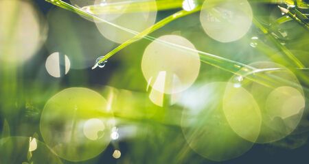 natural background, grass with dew drops closeupの写真素材