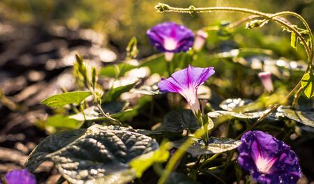 garden bindweed flower closeup with dew dropsの写真素材