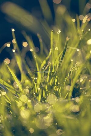 natural background, grass with dew drops closeupの写真素材
