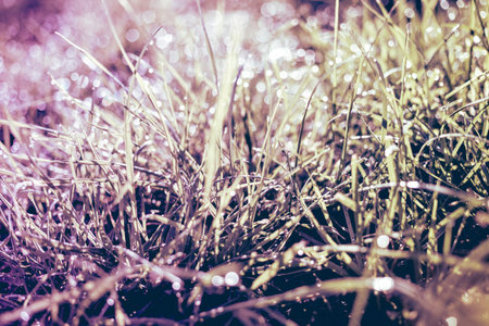 natural background, grass with dew drops closeup